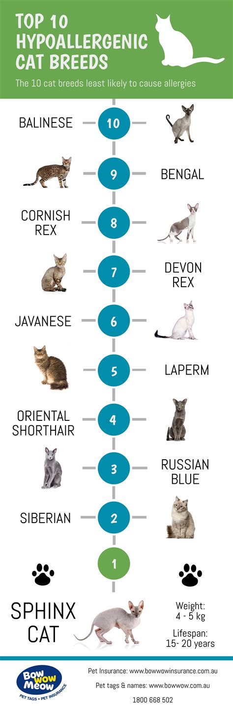 Hypoallergenic Cat Breeds