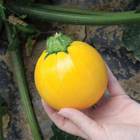 SunDay F1 Hybrid Round Zucchini Summer Squash – DPSEEDS