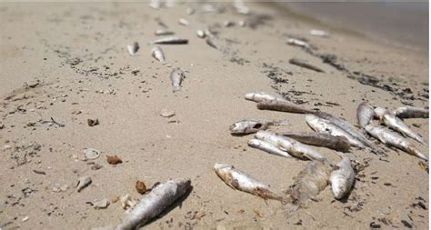 海滩上出现大量死鱼，系解放军演习所致？假的！_凤凰网