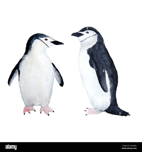 Birds on ice Cut Out Stock Images & Pictures - Alamy