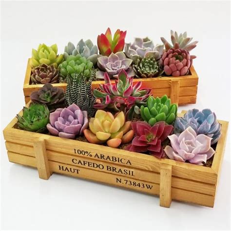 2 Pieces Planter Box,Indoor/Outdoor Wooden Herb | Ubuy India