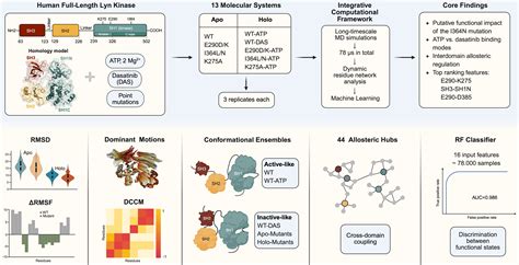 Allosteric Coupling in Full-Length Lyn Kinase Revealed by Molecular ...