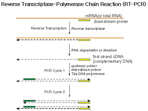 Image result for Animation PCR Reverse Transcriptase