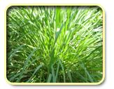 Horticulture :: Aromatic Crops