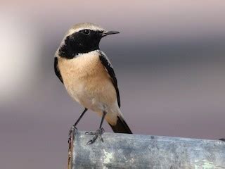 Desert Wheatear - eBird