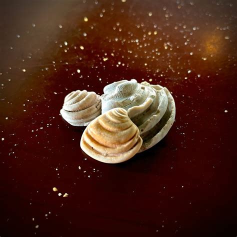 Imperial Venus and Pawley’s Island Shells – U.S. Pictures – Bill ...