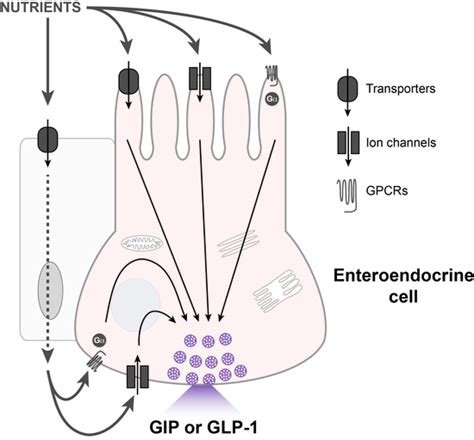 Nutrient-Induced Cellular Mechanisms of Gut Hormone Secretion