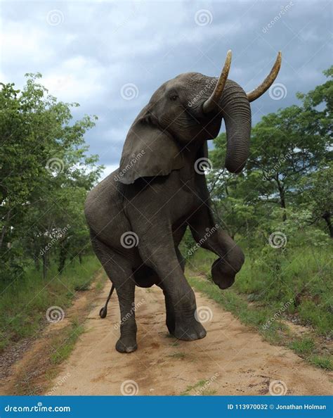Elephant in Hwage National Park, Zimbabwe. Rearing Up, on Two Legs. Elephant, Tusks, Elephant`s ...