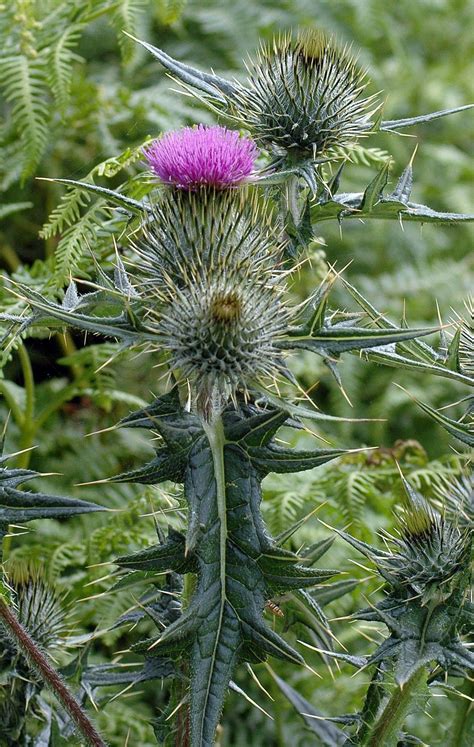 What Is The Significance Of The Scottish Thistle at Owen Griver blog
