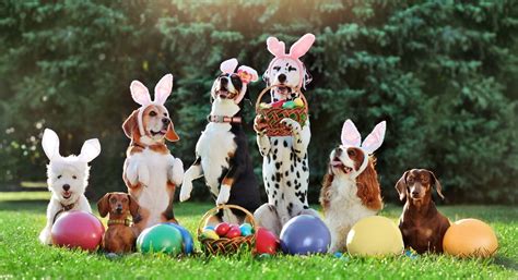 Dog Easter Egg Hunt, 916 Shunpike Road, Cape May, NJ, United States ...