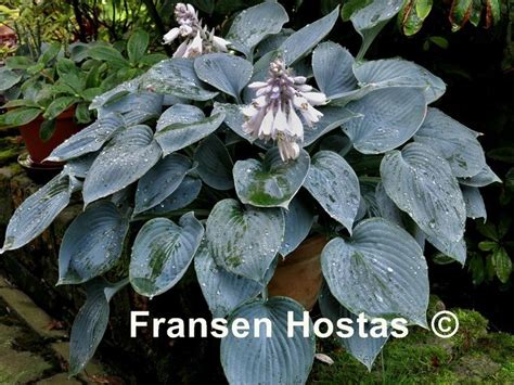 Hosta 'Blue Impression' --- Piet Oudolf ,Ovaal blauw groen blad, door ...