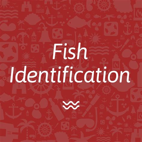 Fish Identification 的图像结果