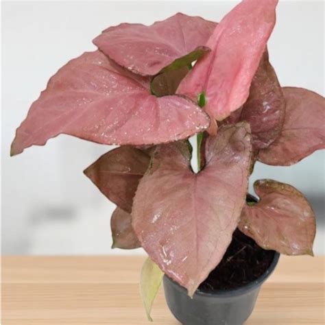 Indoor Plants Online For Home and Office | Starts @ ₹59 – Plant Orbit