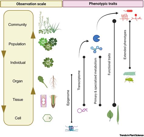 Plant Community 的图像结果