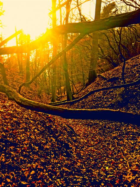 Image result for T-Tree