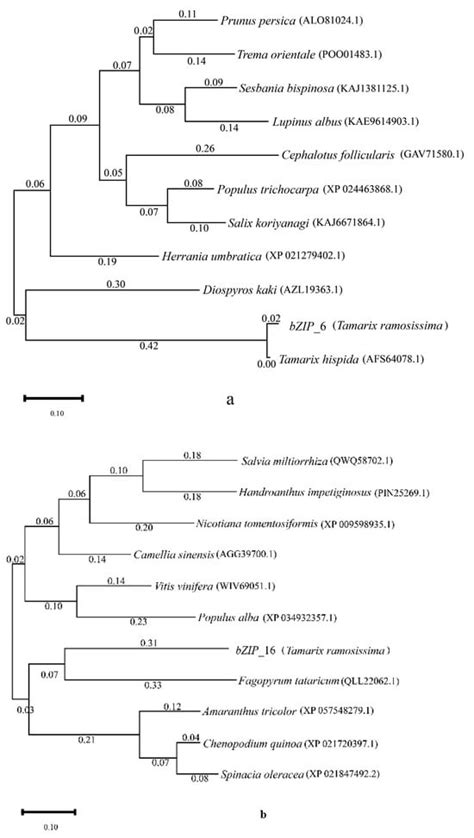 Role of bZIP Transcription Factors in Response to NaCl Stress in ...