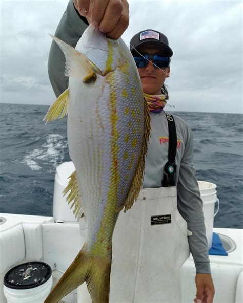 All About The Yellowtail Snapper – Facts About Florida Keys Yellowtail
