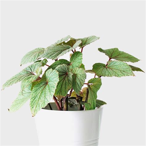 Begonia Care Of Indoor Plants