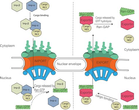 Frontiers | Role of Nucleoporins and Transport Receptors in Cell ...
