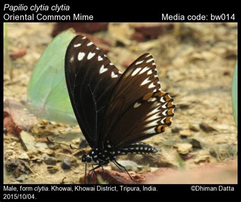 Papilio clytia | Butterfly