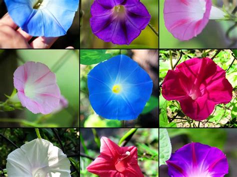 Brilliant Blooms: Exploring the Dazzling Colors of Morning Glory ...