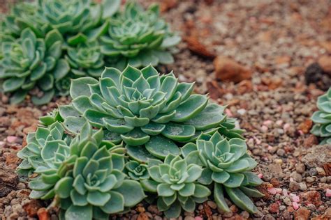 Succulent Ground Cover Plants