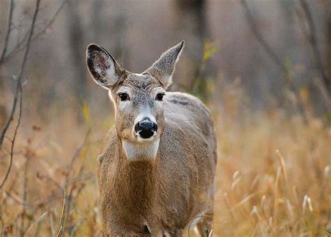 Pennsylvania Game Commission boosts doe tags by 147,000 for 2023-24 ...