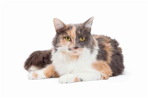 Long-Haired Calico Cat: Can Calico Cats Have Long Hair?