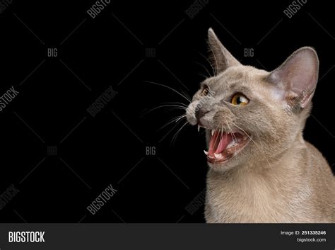 Cat Hiss Side