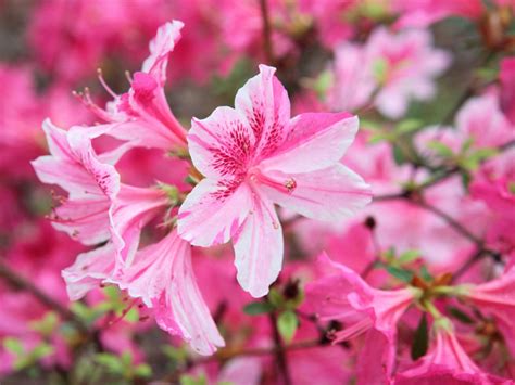 Azalea Varieties: Choosing Different Kinds Of Azalea For The Landscape