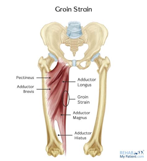 Groin Muscle Diagram