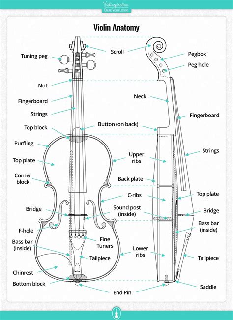 12 Interesting Facts about the Violin - Violinspiration