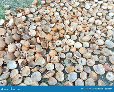 Dried Coconut Meat, Commonly Called Copra, is a Source of Livelihood in ...