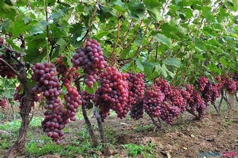 规模种植葡萄技巧 - 自然奇迹绿康有机肥
