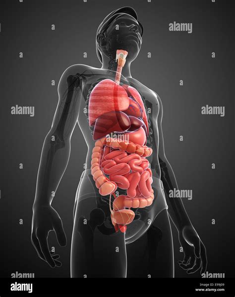 Illustration of male digestive system artwork Stock Photo - Alamy