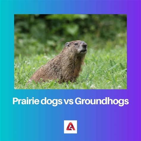 Prairie Dogs vs Groundhogs: Difference and Comparison