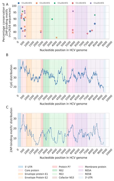 Selective Depletion of ZAP-Binding CpG Motifs in HCV Evolution