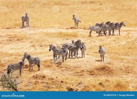 Great Migration of Zebras in Masai Mara, Africa Stock Photo - Image of grassland, park: 68932216