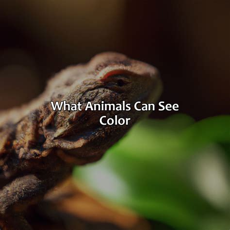 How Animals See Color 的图像结果