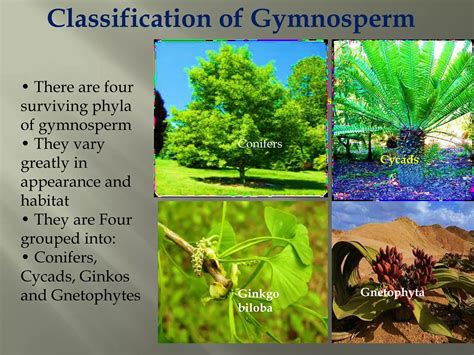 Phylum Of Gymnosperms