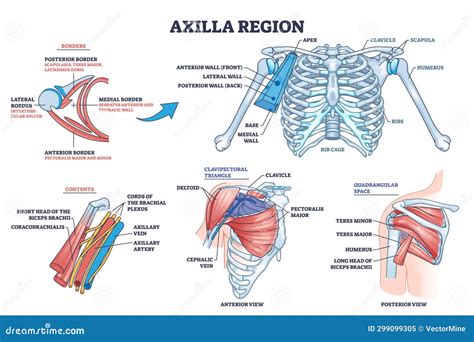Borders Of The Axilla