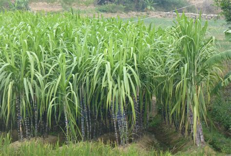 How Sugarcane Is Cultivated at David Oldham blog