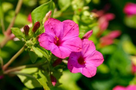 How to Plant and Grow Four O’Clock Flowers