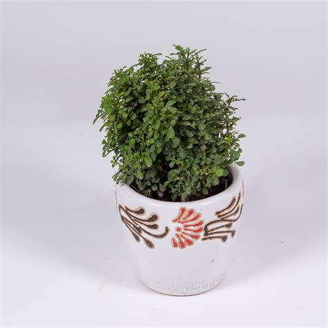 Miniature Bush – IFTCINDIA