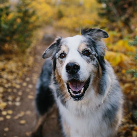 Can Australian Shepherds Be House Dogs