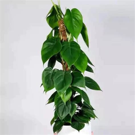 Money Plant | Epipremnum aureum "Combo pack of 7 Beautiful plant ...