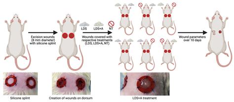 An Evaluation of the Treatment of Full-Thickness Wounds Using Adipose ...