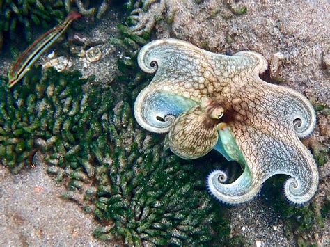 Image result for How Octopus Change Color
