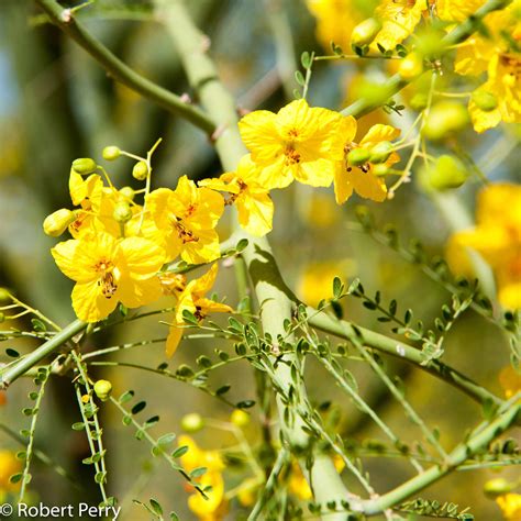 Desert Museum Palo Verde