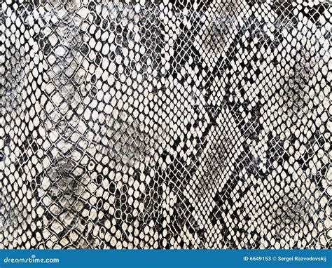 Snake pattern stock image. Image of cloth, snakeskin, reptilian - 6649153